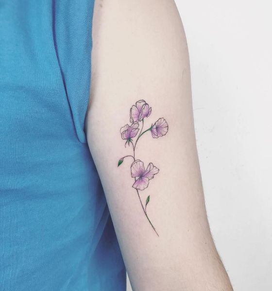 Sweet Pea Flower Tattoo Botanical Illustration  Birth  Flora Transparent  PNG