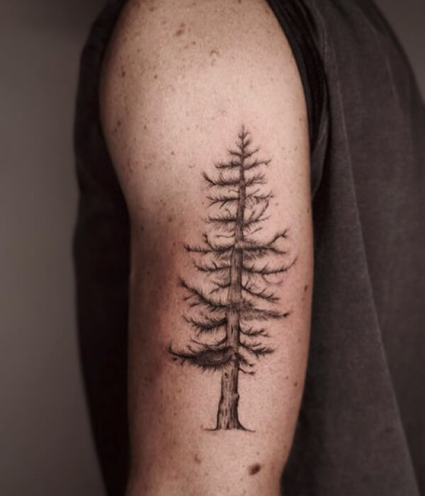 Pine-Trees